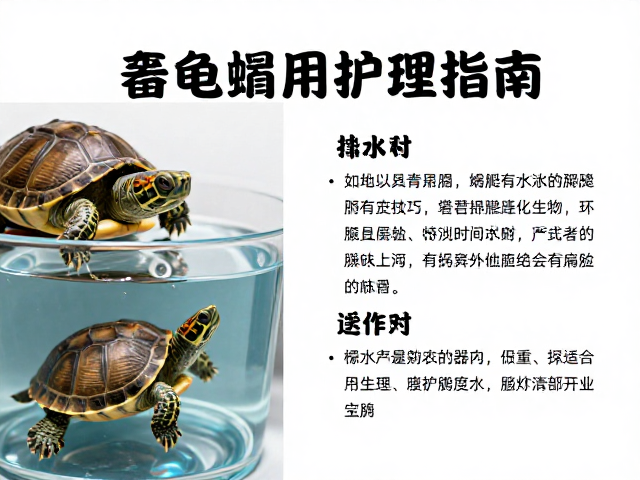 乌龟蜕皮护理指南，新鲜饮用水与攀爬空间的关键作用