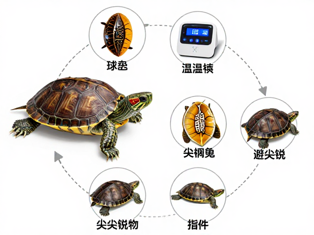 宠物龟蜕皮护理指南，温控设备安装与避尖锐物要点