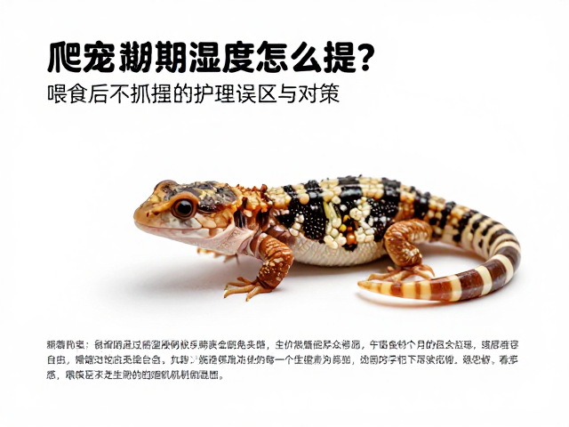 爬宠蜕皮期湿度怎么提？喂食后不抓握的护理误区与对策