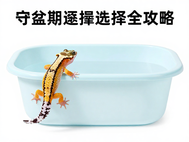 守宫蜕皮护理与攀爬空间、水盆大小选择全攻略
