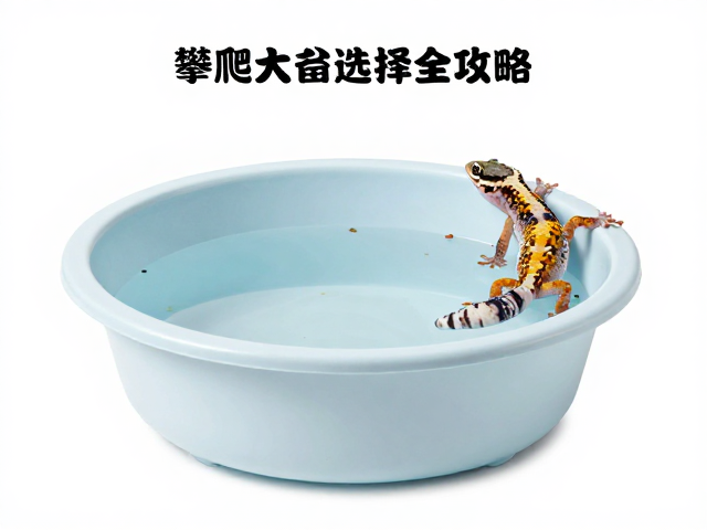 守宫蜕皮护理与攀爬空间、水盆大小选择全攻略