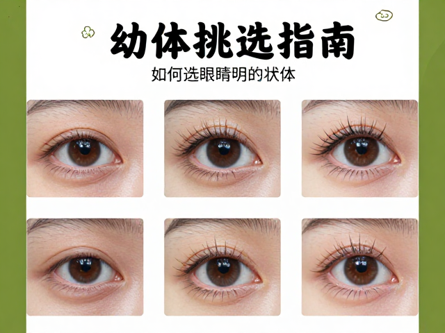 幼体挑选指南,如何选眼睛明亮的个体?附定期更新状态技巧