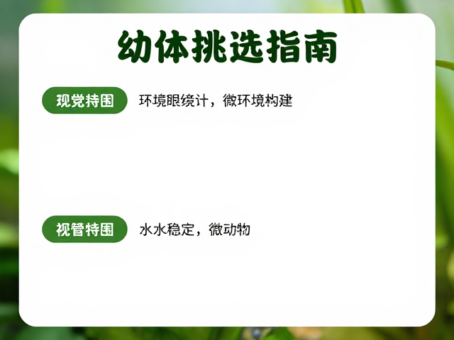 幼体挑选指南,眼后深色眼线识别与环境适应技巧