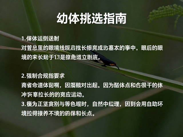幼体挑选指南,眼后深色眼线识别与环境适应技巧