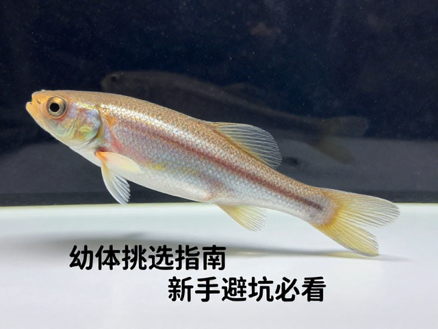 幼体挑选指南，尾长比例与吐食环境检查，新手避坑必看