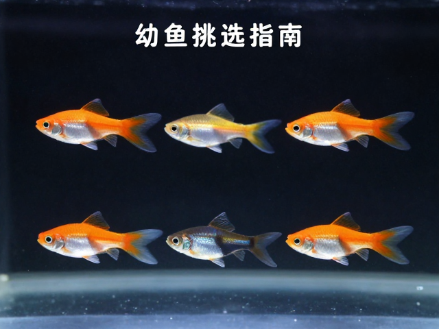 观赏鱼幼体挑选指南,体色变化与尾巴比例详解