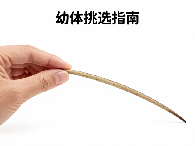 幼体挑选指南,尾巴粗细与呼吸平稳无杂音的关键判断法