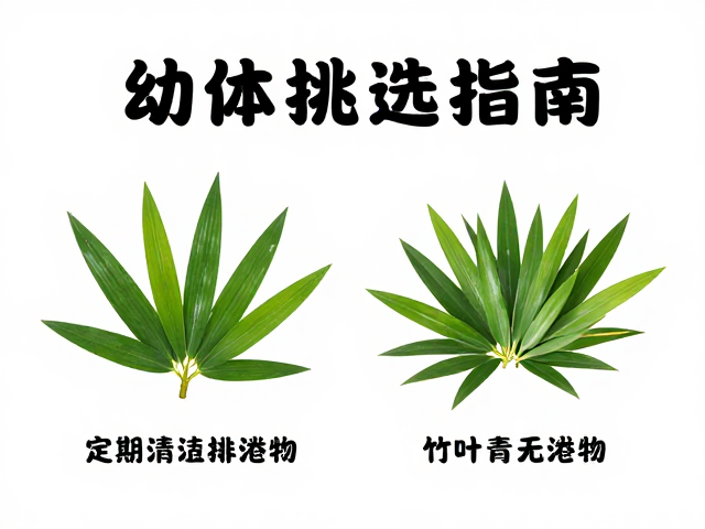 幼体挑选指南,定期清理排泄物,对比竹叶青无白唇特征
