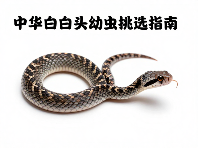 中华白头蝰幼体挑选指南，产卵数量少如何繁育