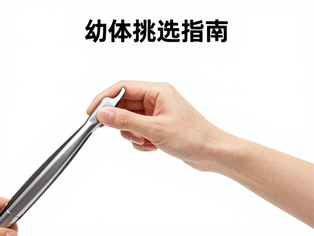幼体挑选指南，用专业夹持工具看肌肉线条是否流畅