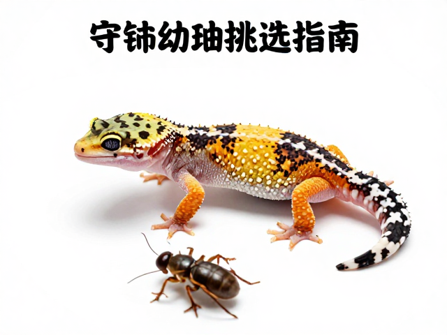 守宫幼体挑选指南,背鳞起棱与昆虫喂养全解析