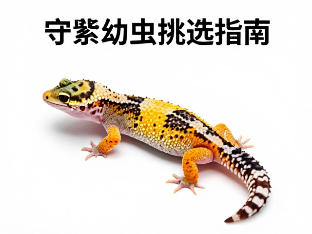 守宫幼体挑选指南,背鳞起棱与昆虫喂养全解析