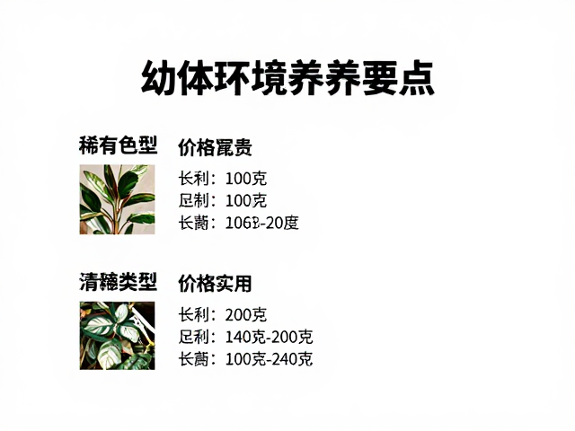 幼体挑选指南,稀有色型价格昂贵,高湿度环境养护要点