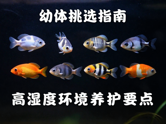 幼体挑选指南,稀有色型价格昂贵,高湿度环境养护要点