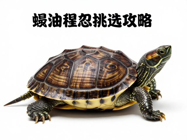 龟苗挑选攻略,通过蜕皮状态与腹部鳞片数辅助精准鉴定品种