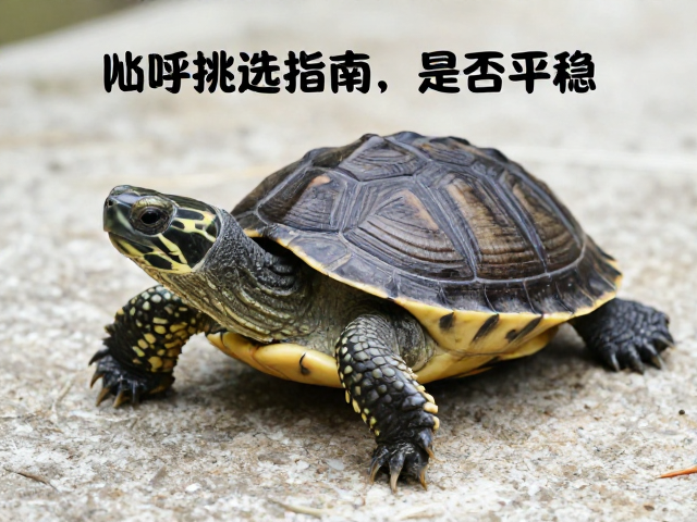 幼龟挑选指南,看呼吸是否平稳,辨季节体色变化