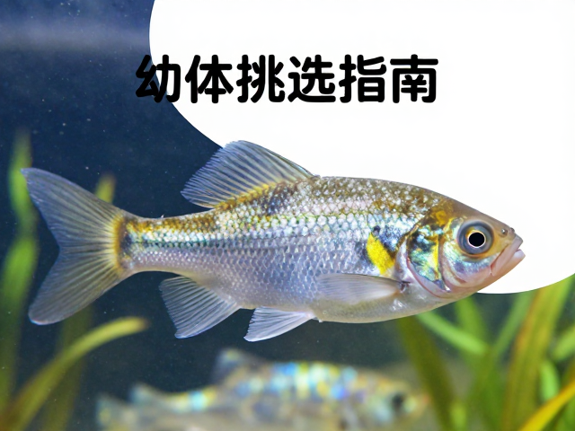 幼体挑选指南,眼睛明亮度关键,如何驯化捕食鱼类?