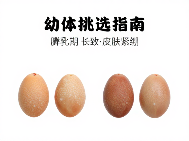 幼体挑选指南,孵化期长致皮肤紧绷,如何选健康个体?