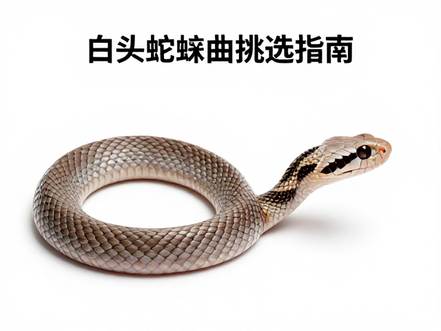 白头蝰幼体挑选指南,背鳞起棱明显特征解析