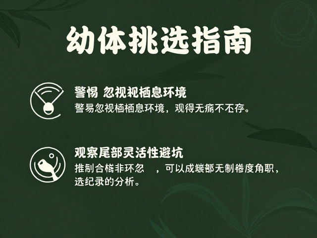 幼体挑选指南,警惕忽视栖息环境,观察尾部灵活性避坑