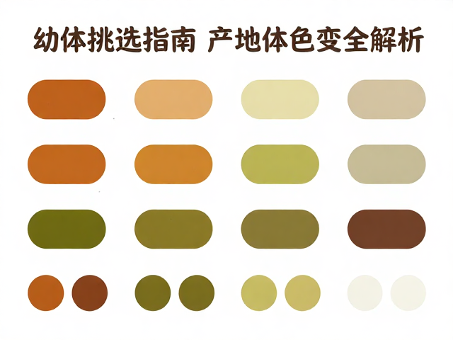 幼体挑选指南,气候适应与产地体色变化全解析