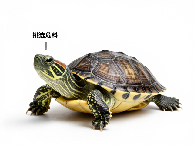 幼龟挑选指南,测体长、观反应,一眼锁定健康活力宝宝龟