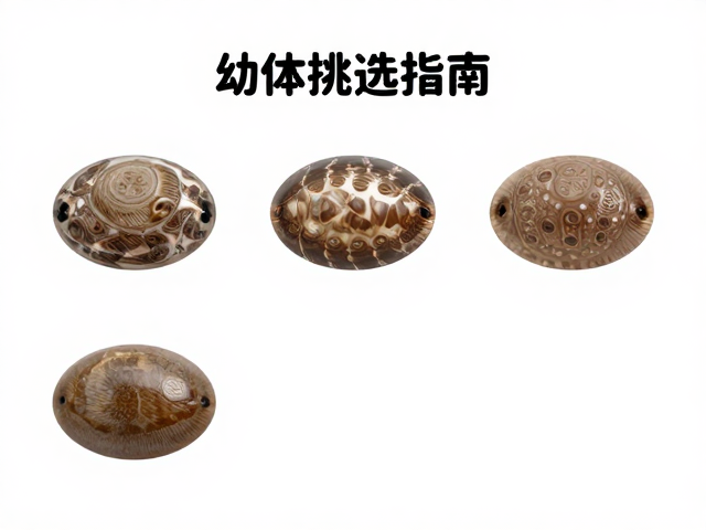 幼体挑选指南,椭圆形头部稀有品种选购攻略