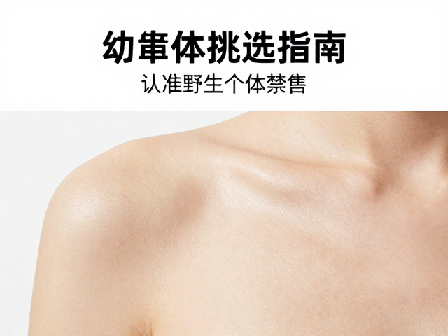 幼体挑选指南,认准野生个体禁售,确保皮肤紧致有弹性