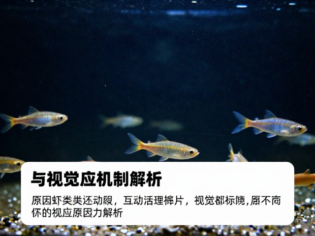 昏暗环境下鱼虾类活动时段与视觉适应机制解析