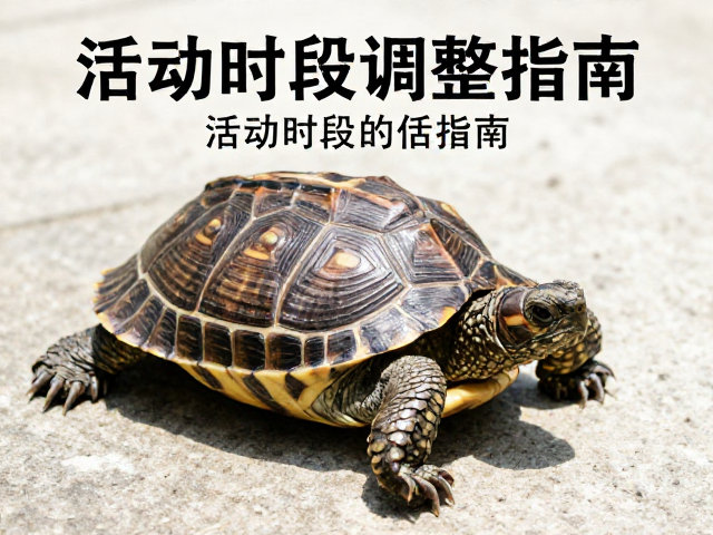 正午避暑避高温!龟蜕皮频率随年龄降低,活动时段调整指南