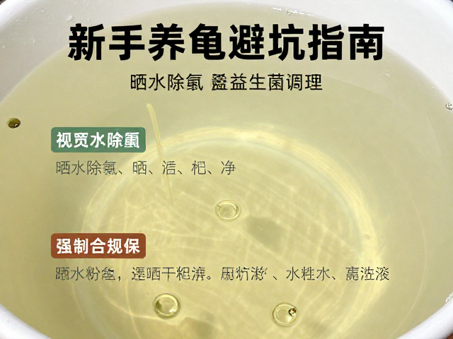 晒水除氯，益生菌调理，主食龟粮怎么选？新手养龟避坑指南