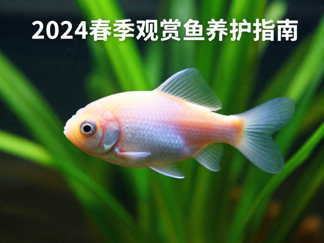 卵胎生鱼钝圆吻部特征，2024春季观赏鱼养护指南