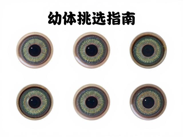 幼体挑选指南,通过瞳孔形状与鳞片细小度辨健康龟苗