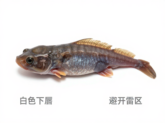 如何挑选幼体?白色下唇与尾部差异详解,避开雷区
