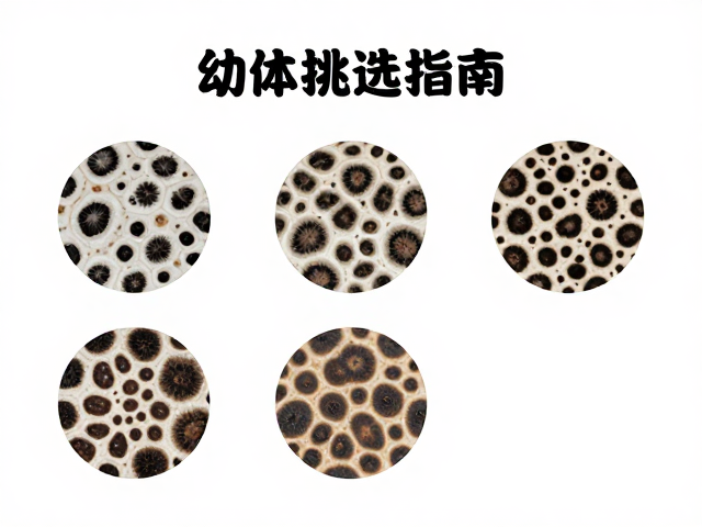 幼体挑选指南,呼吸平稳无杂音,点状花纹辨识技巧