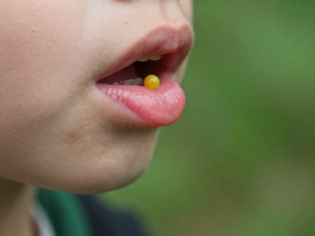 幼体挑选指南,观察下唇颜色,助其捕食昆虫卵