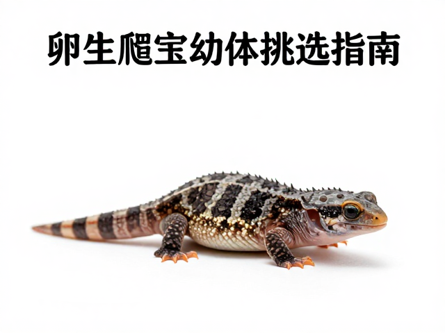 卵生爬宠幼体挑选指南,成体长度预测与避坑建议
