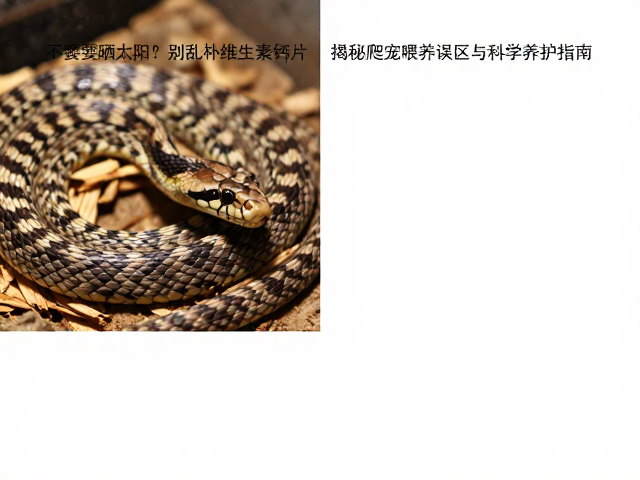 蛇不需要晒太阳？别乱补维生素钙片！揭秘爬宠喂养误区与科学养护指南