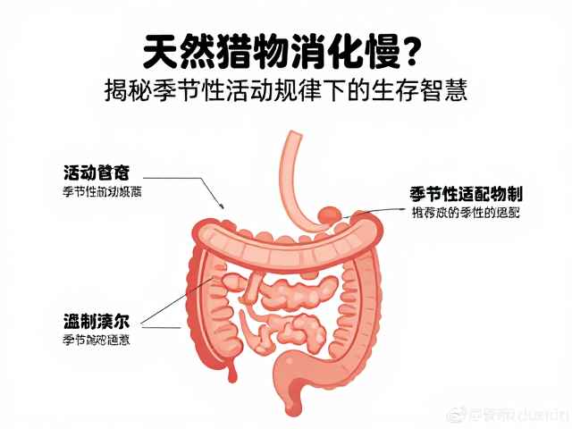 天然猎物消化慢?揭秘季节性活动规律下的生存智慧