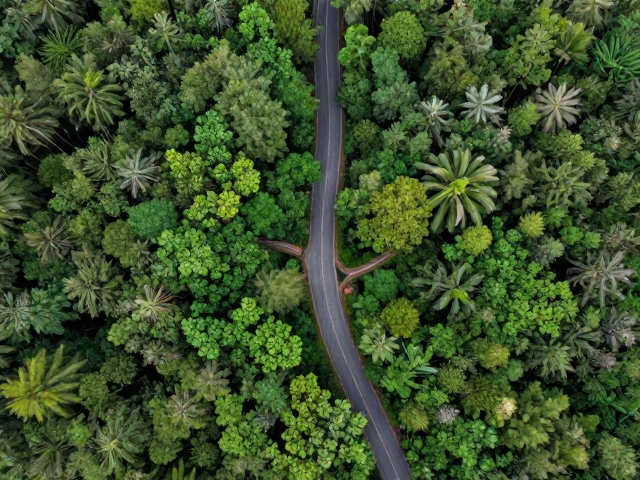 全球濒危,森林健康指示生物受道路建设阻隔,种群数量骤降