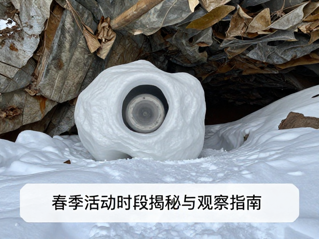洞穴越冬非社会性互动,春季活动时段揭秘与观察指南