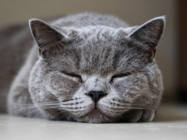 猫咪白天嗜睡夜晚活跃?温顺且分离焦虑低的品种推荐