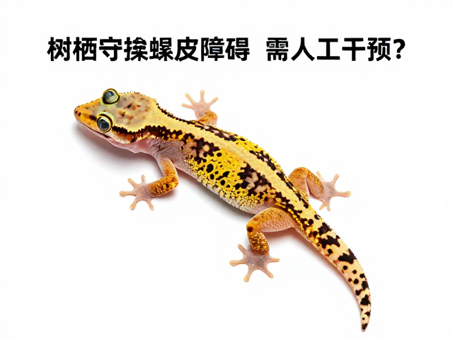 树栖守宫蜕皮障碍需人工干预?活动时段关键期处理指南