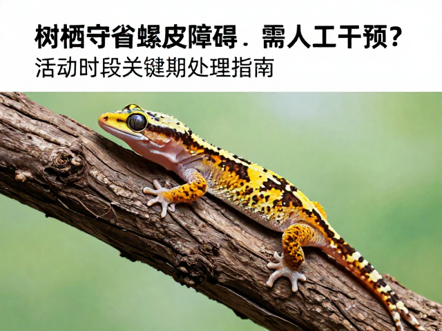 树栖守宫蜕皮障碍需人工干预？活动时段关键期处理指南