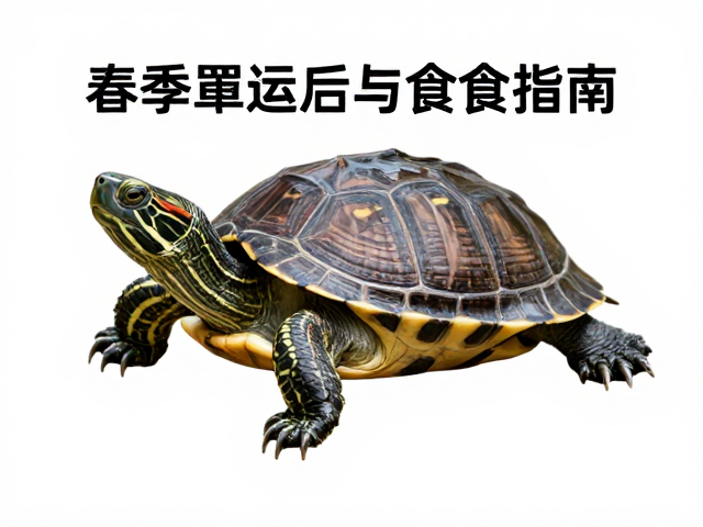 春季乌龟蜕皮后食欲恢复?活动时段调整与喂食指南