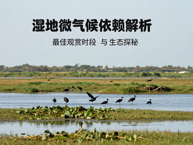 湿地微气候依赖解析,最佳观赏时段与生态探秘