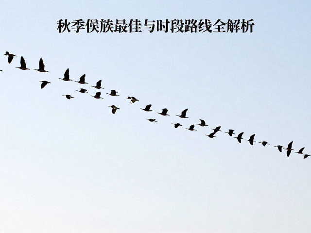 候鸟快速逃离寒冬！秋季迁徙最佳观赏时段与路线全解析