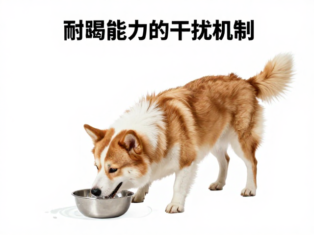 狗狗耐渴能力与应激反应,活动时段观察指南