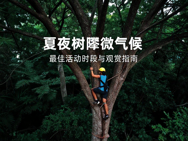 夏夜树栖攀爬微气候,最佳活动时段与观赏指南