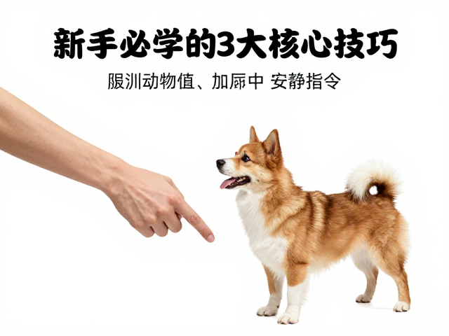 狗狗训练,如厕、握手与安静指令,新手必学的3大核心技巧